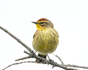 Palm Warbler - Setophaga palmarum - Migrating Seasonal Bird of North America