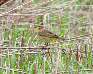 Palm Warbler - Setophaga palmarum - Migrating Seasonal Bird of North America