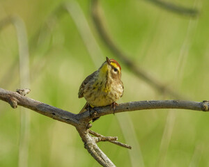 Palm Warbler - Setophaga palmarum - Migrating Seasonal Bird of North America