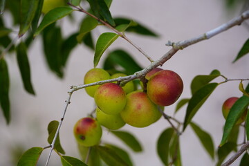 Camu Camu fruits on shrub, semi-ripe and ripe red fruits on beach of Rio Negro river. Camucamu (Myrciaria dubia) is a fruit with the highest concentration of vitamin C.