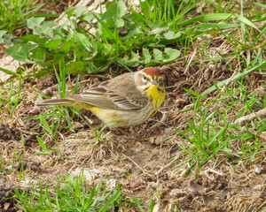 Palm Warbler - Setophaga palmarum - Migrating Seasonal Bird of North America