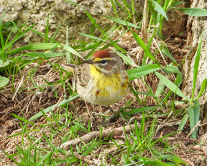 Palm Warbler - Setophaga palmarum - Migrating Seasonal Bird of North America