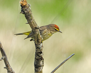 Palm Warbler - Setophaga palmarum - Migrating Seasonal Bird of North America