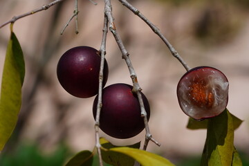 Ripe Camu Camu fruits, partly in cross-section to show the pulp with seed. Camucamu (Myrciaria dubia) is a fruit with the highest concentration of vitamin C. Beach of the Rio Negro, Amazonas, Brazil.