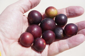 Branch full of Camu Camu (Myrciaria dubia) fruits in hand. Ripe fruit in February on the beach of the Rio Negro river. Camucamu is a fruit with the highest concentration of vitamin C.