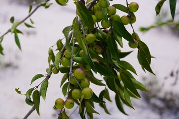Camu Camu fruits on shrub, semi-ripe and ripe red fruits on beach of Rio Negro river. Camucamu (Myrciaria dubia) is a fruit with the highest concentration of vitamin C.