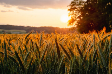 Wheat field in the sunset