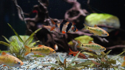 Many different colorful fish in an aquarium. Close-up, in focus.