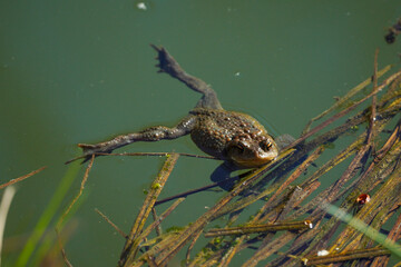 Large water frog (Pelophylax ridibundus) in a swamp and water grass. Dark brown frog. Photographed from above.