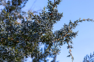Thuja branch covered with blue berries. Black Sea coast of Crimea, resort town of Evpatoria. Thuja berries on branch.