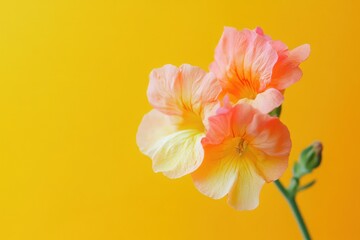 Fototapeta premium Peach and Yellow Flowers Against a Yellow Background