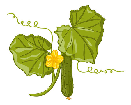 Botanical art of cucumber branch with yellow flower, green leaves and tendrils on white background