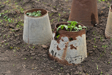 cover the tomato seedling with an old leaky bucket, protecting the plant from cold and frosty.