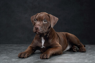 Beautiful American Pit Bull Terrier Puppy