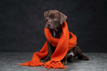 Beautiful American Pit Bull Terrier puppy in an orange scarf