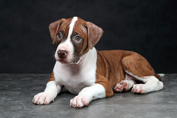 Beautiful American Pit Bull Terrier Puppy
