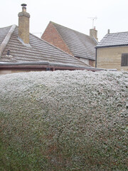 A suburban garden boundary hedge, white with frost, with houses behind, their tiled roofs also...
