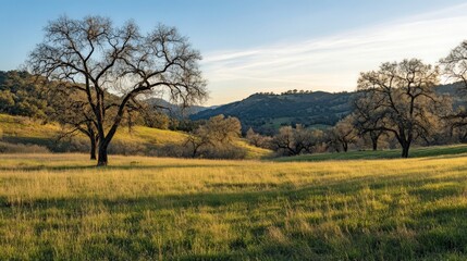 Obraz premium Peaceful Meadow Landscape with Gentle Rolling Hills and Trees