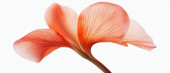Close-up of a delicate orange flower with visible veins