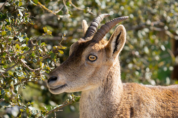 Steinbock im Portrait