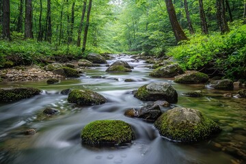 Obraz premium Tranquil forest stream nature photography lush green environment serene view