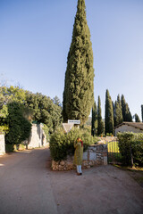 A woman in a green coat stands near a tall cypress tree in a serene countryside village, exploring...