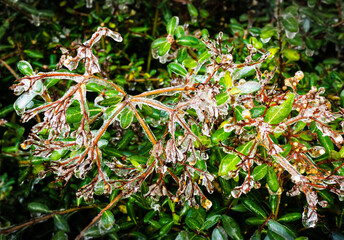 ice storm in North Carolina encases Ralston's viburnum in crystalline envelope 