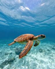 Obraz premium A vibrant sea turtle glides gracefully through clear blue waters, showcasing its intricate shell patterns amidst a serene underwater landscape.