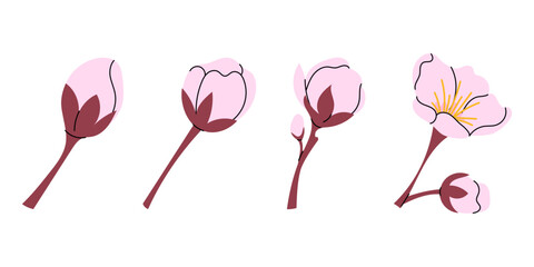Set pink flower bud. Vector botanical element for spring festival. Blooming. Hanami. Sakura flower of Japanese tree. Flat illustration on white background.
