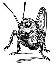 Artistic Cartoon Cricket Line Art High-Quality Monochrome Design, Sketch, No Background 