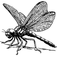Artistic Cartoon Dragonfly Line Art High-Quality Monochrome Design, Sketch, No Background 