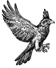 Artistic Cartoon Falcon Line Art High-Quality Monochrome Design, Sketch, No Background 