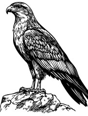 Artistic Cartoon Falcon Line Art High-Quality Monochrome Design, Sketch, No Background 
