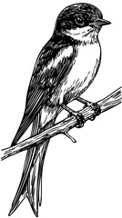 Artistic Swallow Line Art High-Quality Monochrome Design, Sketch, No Background