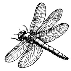 Black-and-White Cartoon Dragonfly Precision and Detail in Illustration, Sketch, No Background 