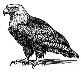 Black-and-White Cartoon Eagle Precision and Detail in Illustration, Sketch, No Background 