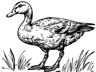 Black-and-White Cartoon Goose Precision and Detail in Illustration, Sketch, No Background 