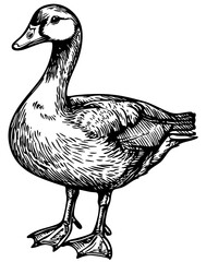 Black-and-White Cartoon Goose Precision and Detail in Illustration, Sketch, No Background 