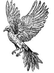 Black-and-White Phoenix Precision and Detail in Illustration, Sketch, No Background 