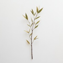 minimal nature background with a single bamboo branch on a white backdrop