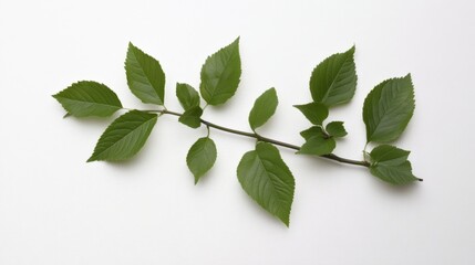 Obraz premium a single green alder branch with leaves on a white background
