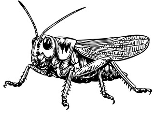 Classic Cartoon Cricket Artwork High-Contrast Black-and-White Art, Sketch, No Background 