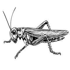 Classic Cartoon Cricket Artwork High-Contrast Black-and-White Art, Sketch, No Background 