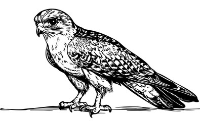 Classic Cartoon Falcon Artwork High-Contrast Black-and-White Art, Sketch, No Background 