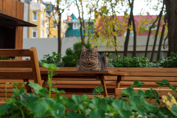 The cat is enjoying the sunny weather. Cafe without people. A street cat on a table in a cafe.