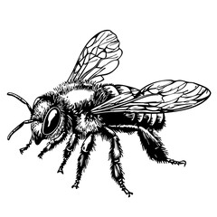 Detailed Bee Drawing Perfect for Design and Art Projects, Sketch, Transparent Background 