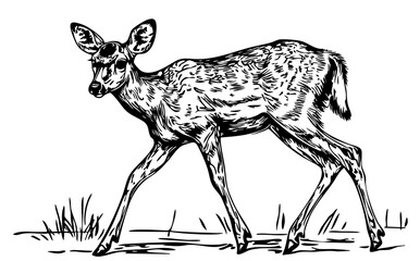 Detailed Cartoon Deer Drawing Perfect for Design and Art Projects, Sketch, Transparent Background 