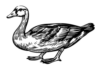 Detailed Cartoon Goose Drawing Perfect for Design and Art Projects, Sketch, Transparent Background 