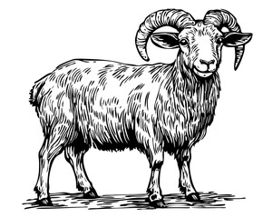 Detailed Cartoon Goat Drawing Perfect for Design and Art Projects, Sketch, Transparent Background 