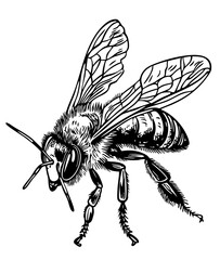Elegant Illustration of Bee Monochrome Art in High Detail, Sketch, No Background